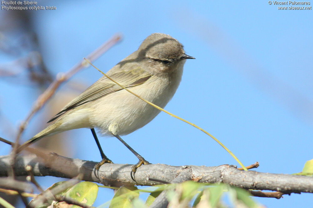 Common Chiffchaff (tristis)