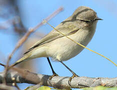 Common Chiffchaff (tristis)