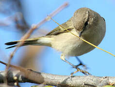 Common Chiffchaff (tristis)