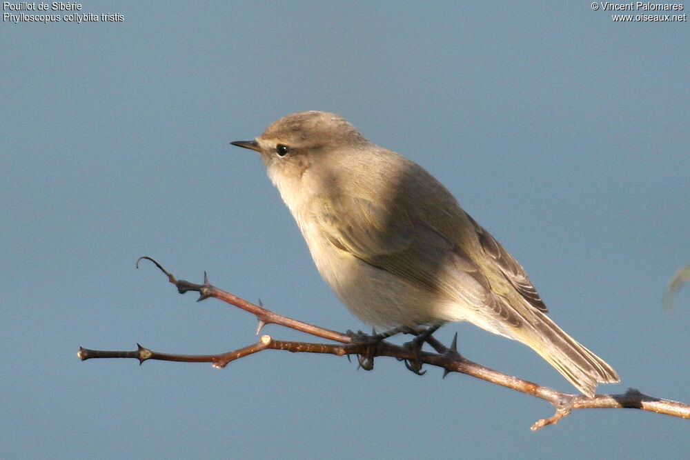 Pouillot de Sibérie