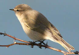 Common Chiffchaff (tristis)