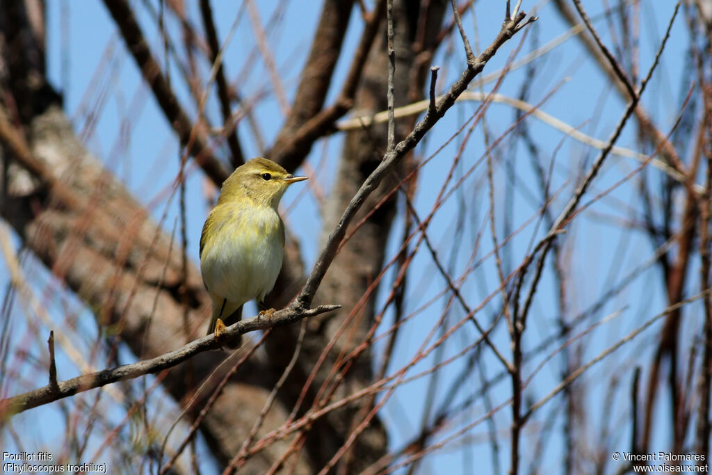 Willow Warbler