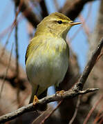 Willow Warbler