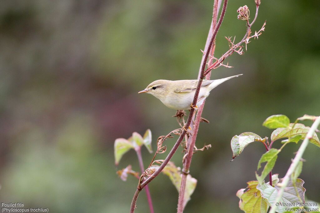 Willow Warbler