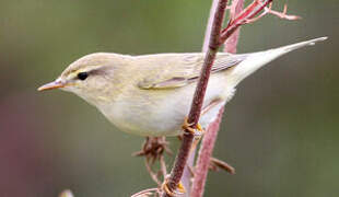 Willow Warbler