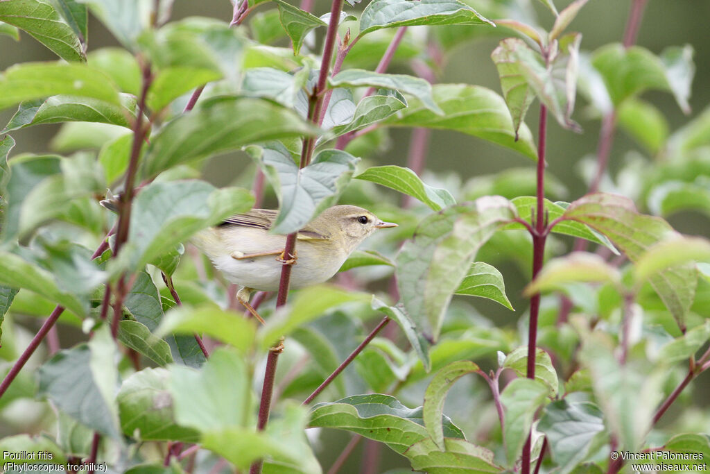 Willow Warbler