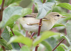 Willow Warbler