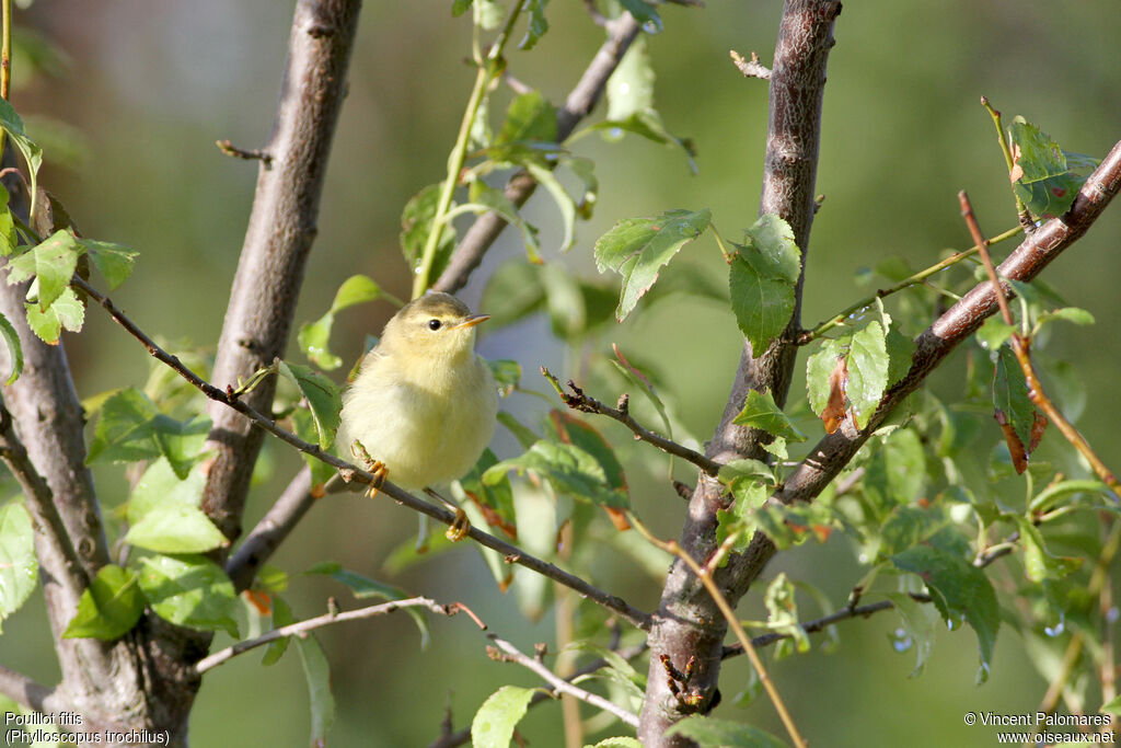 Willow Warbler