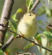 Willow Warbler