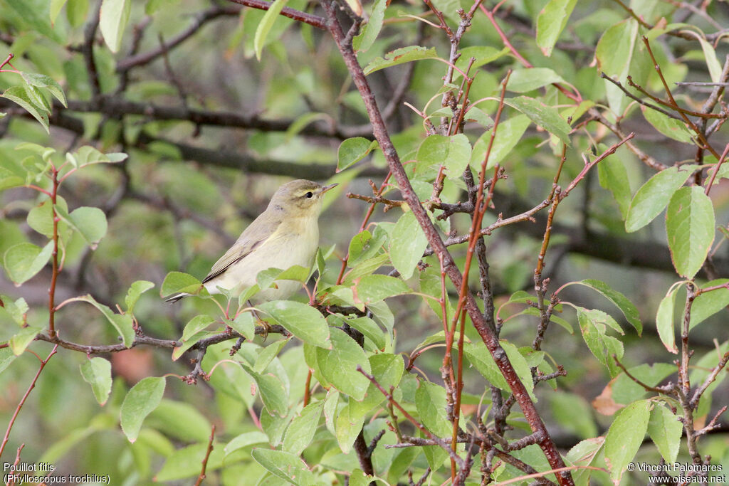 Willow Warbler