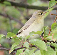 Willow Warbler