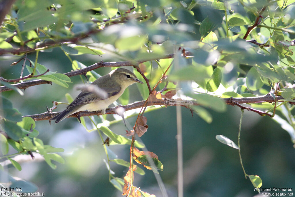 Willow Warbler