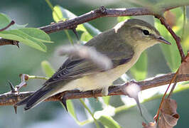 Willow Warbler