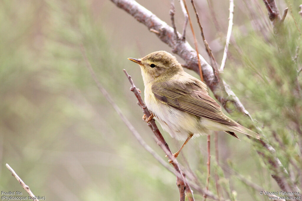 Willow Warbler