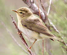 Willow Warbler