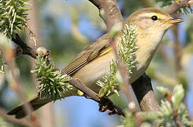 Willow Warbler