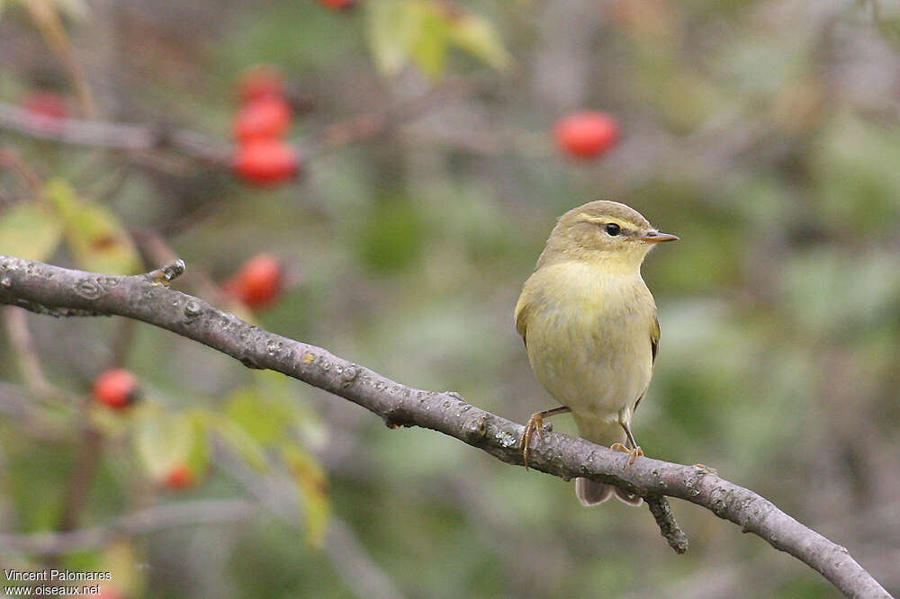 Willow Warblerjuvenile, pigmentation