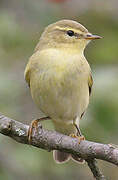 Willow Warbler