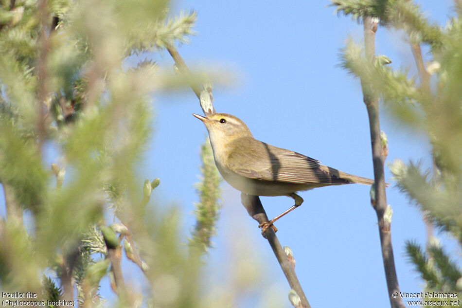 Willow Warbler