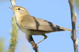 Willow Warbler