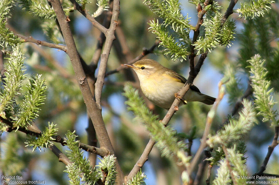 Willow Warbler