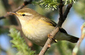 Willow Warbler