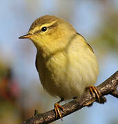 Willow Warbler