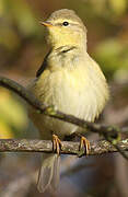 Willow Warbler