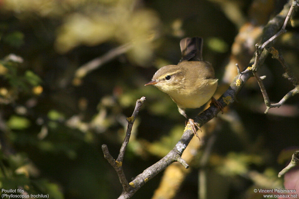 Willow Warbler