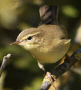 Willow Warbler