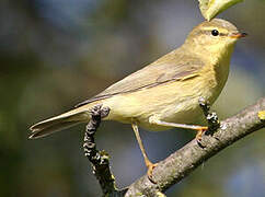 Willow Warbler