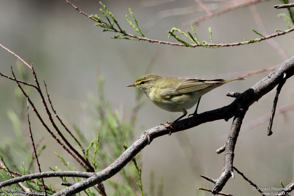 Willow Warbler