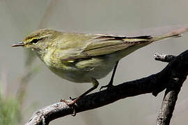 Willow Warbler