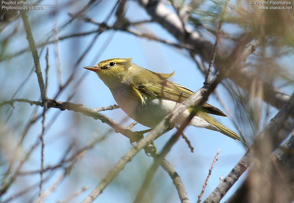 Wood Warbler