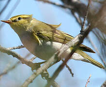 Wood Warbler