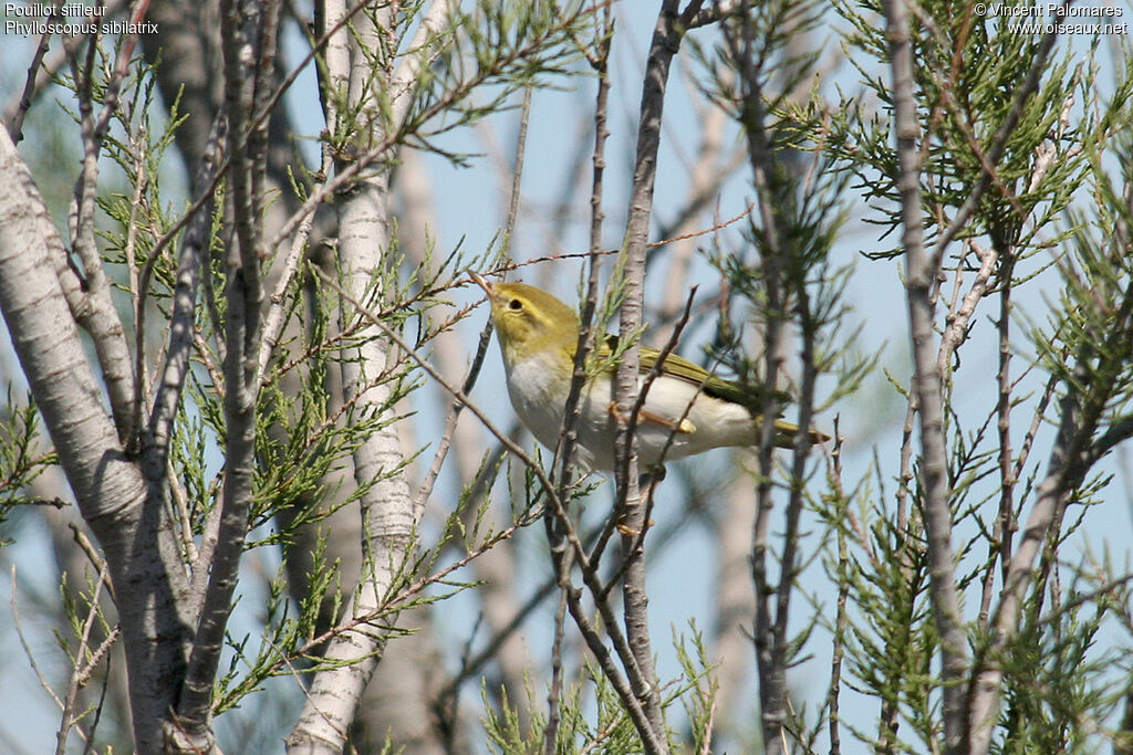 Wood Warbler