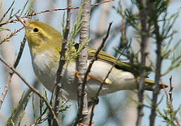 Wood Warbler