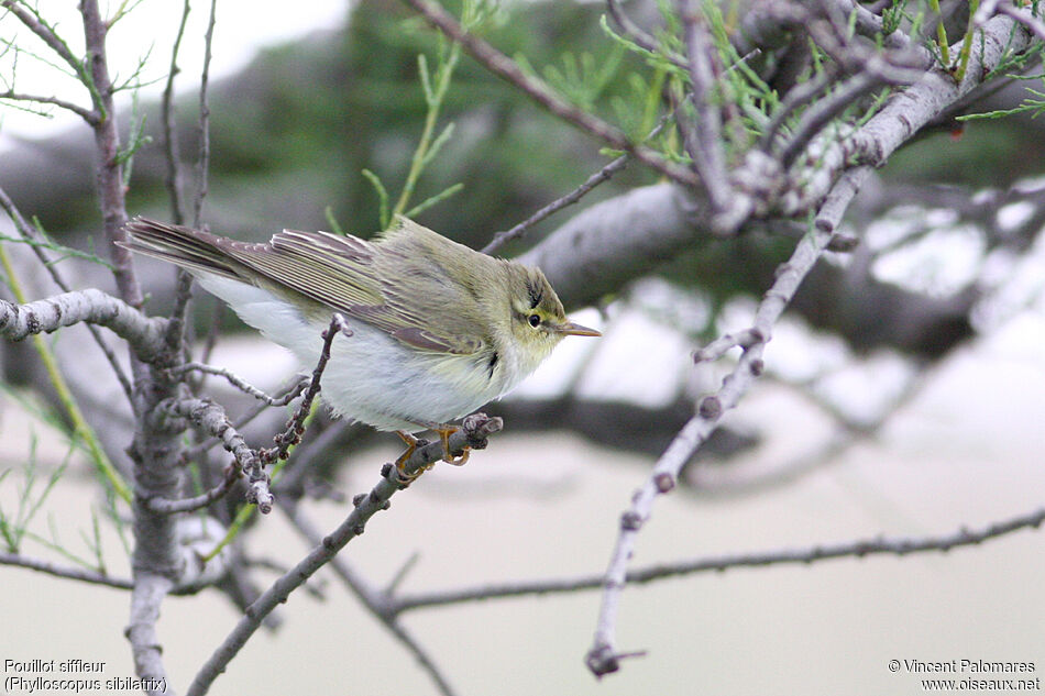 Wood Warbler