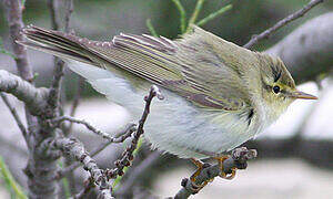 Wood Warbler