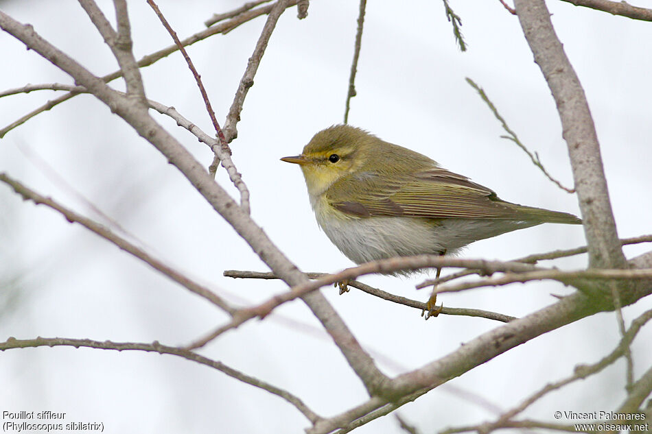 Wood Warbler