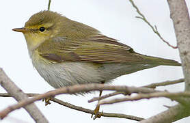 Wood Warbler