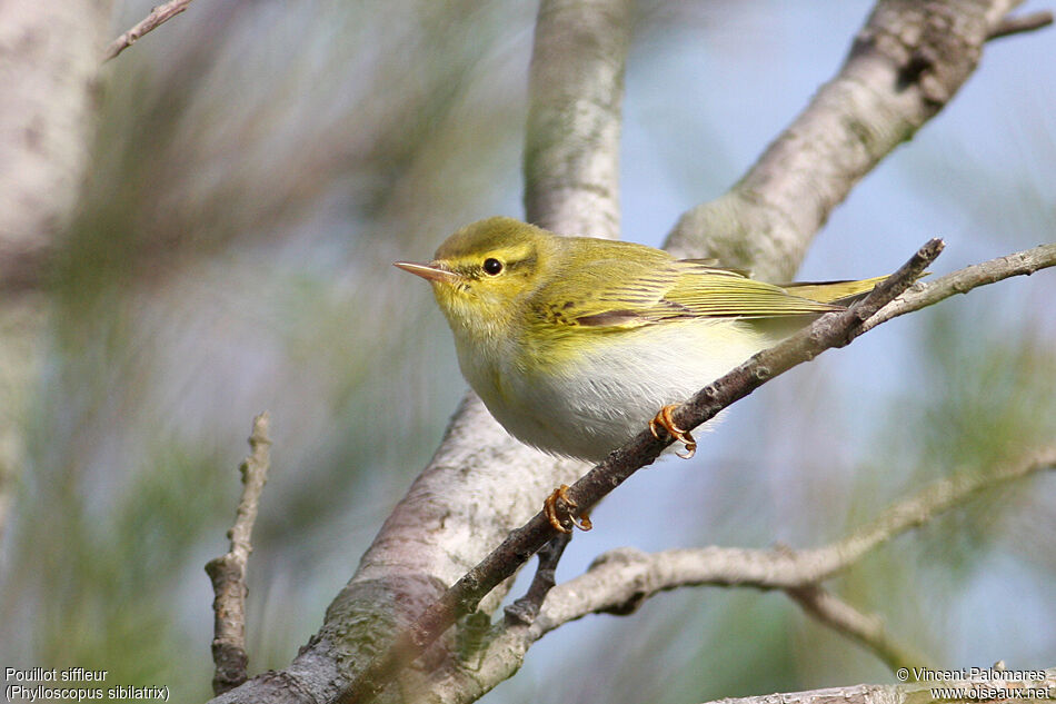 Wood Warbler