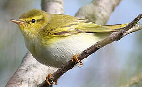 Wood Warbler