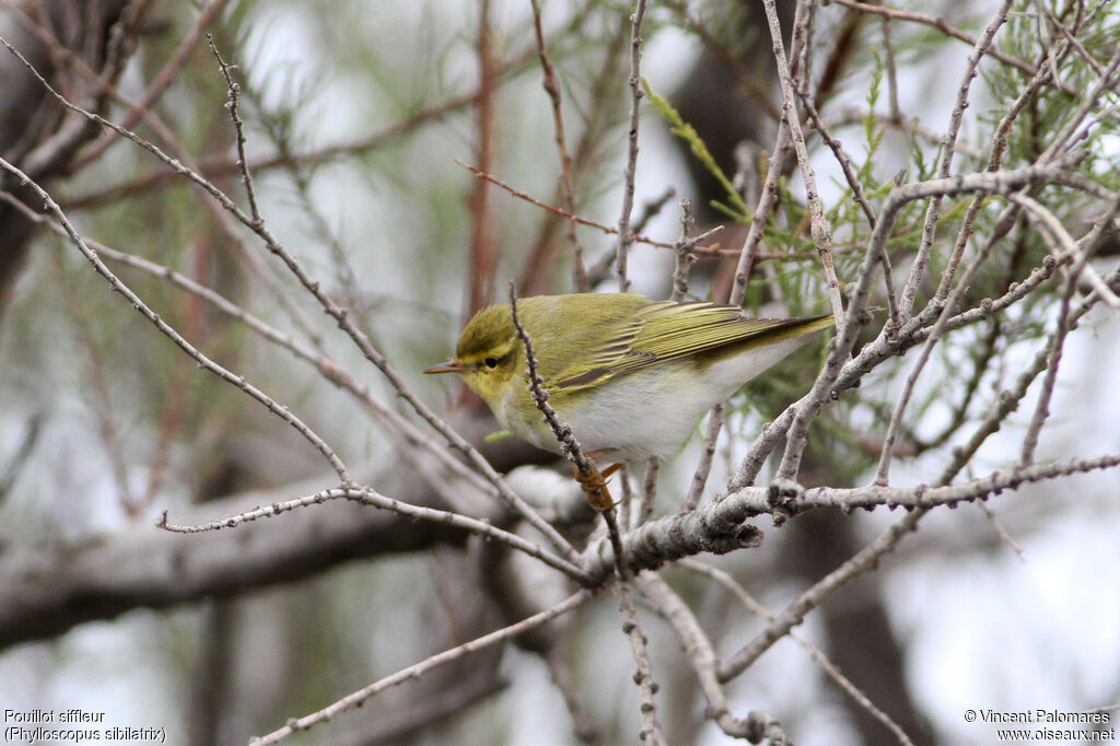 Wood Warbler