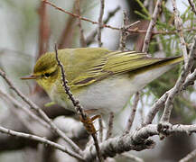 Wood Warbler