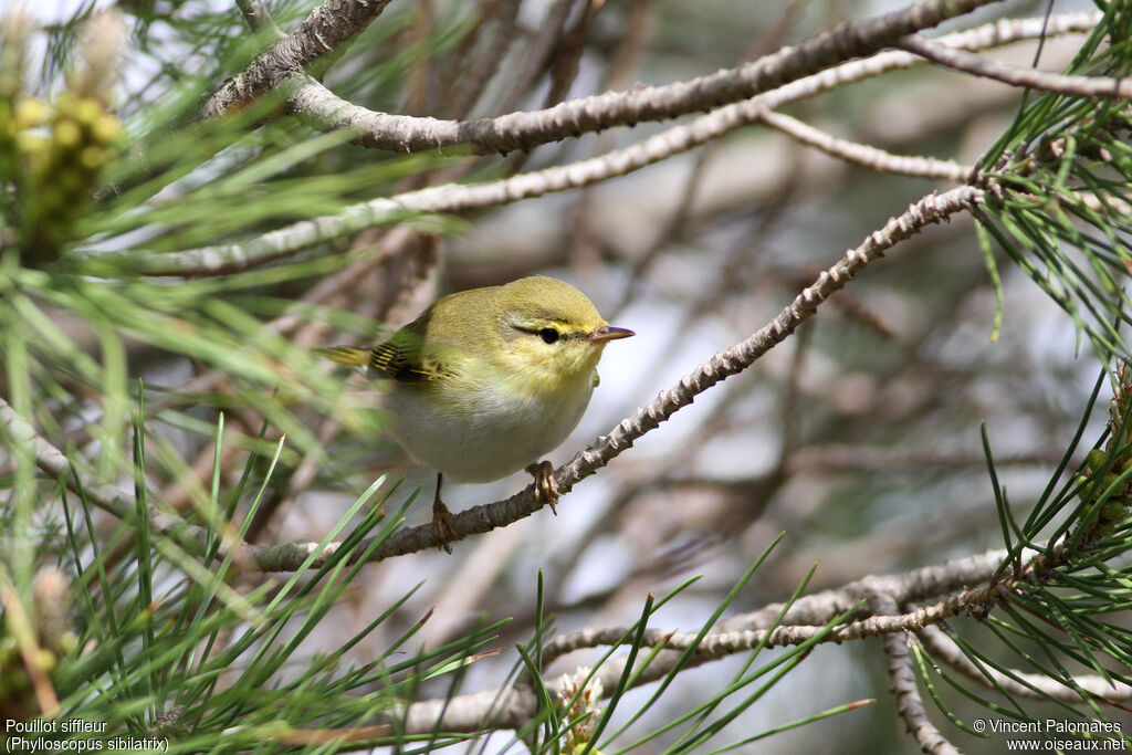 Wood Warbler