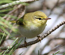 Wood Warbler