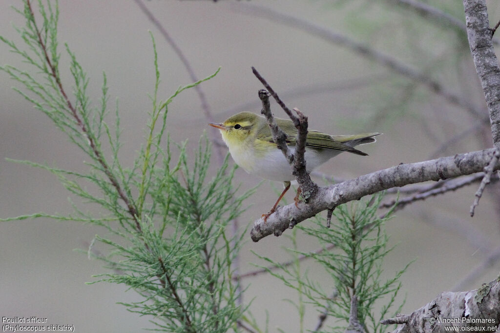 Wood Warbler