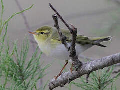 Wood Warbler