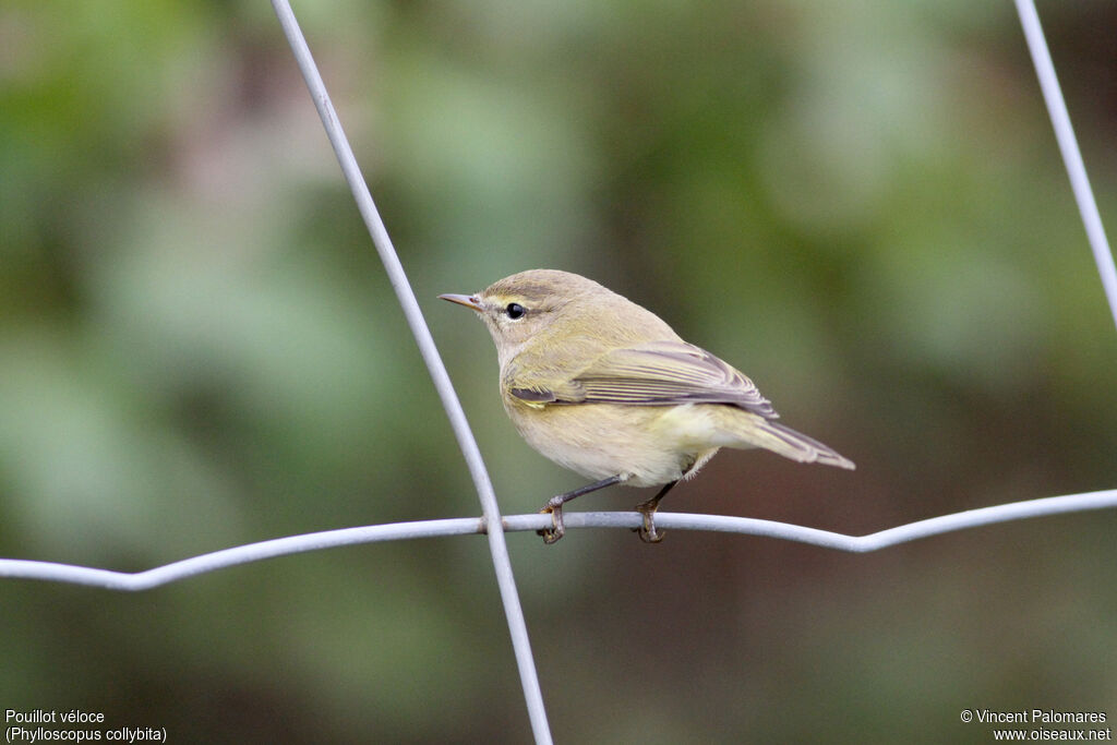 Common Chiffchaff